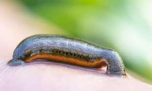 SCHMALZ PI Forschungsprojekt Blutegel Bild 02 310